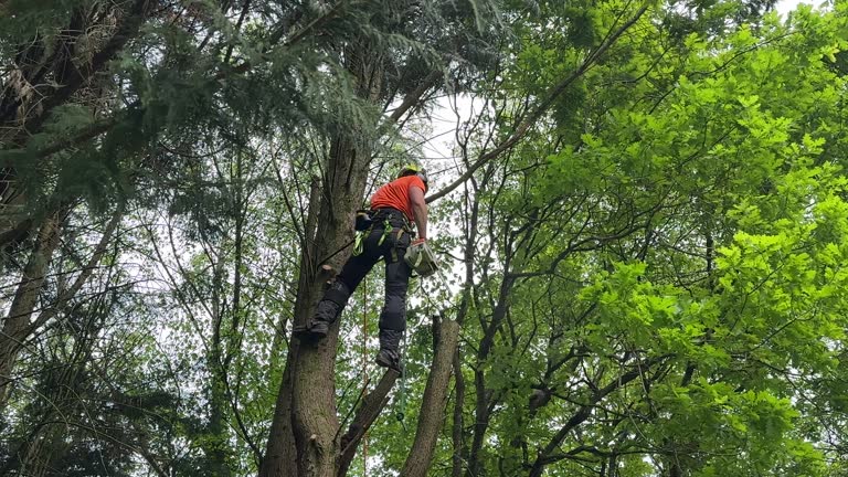 Best Emergency Tree Removal  in USA